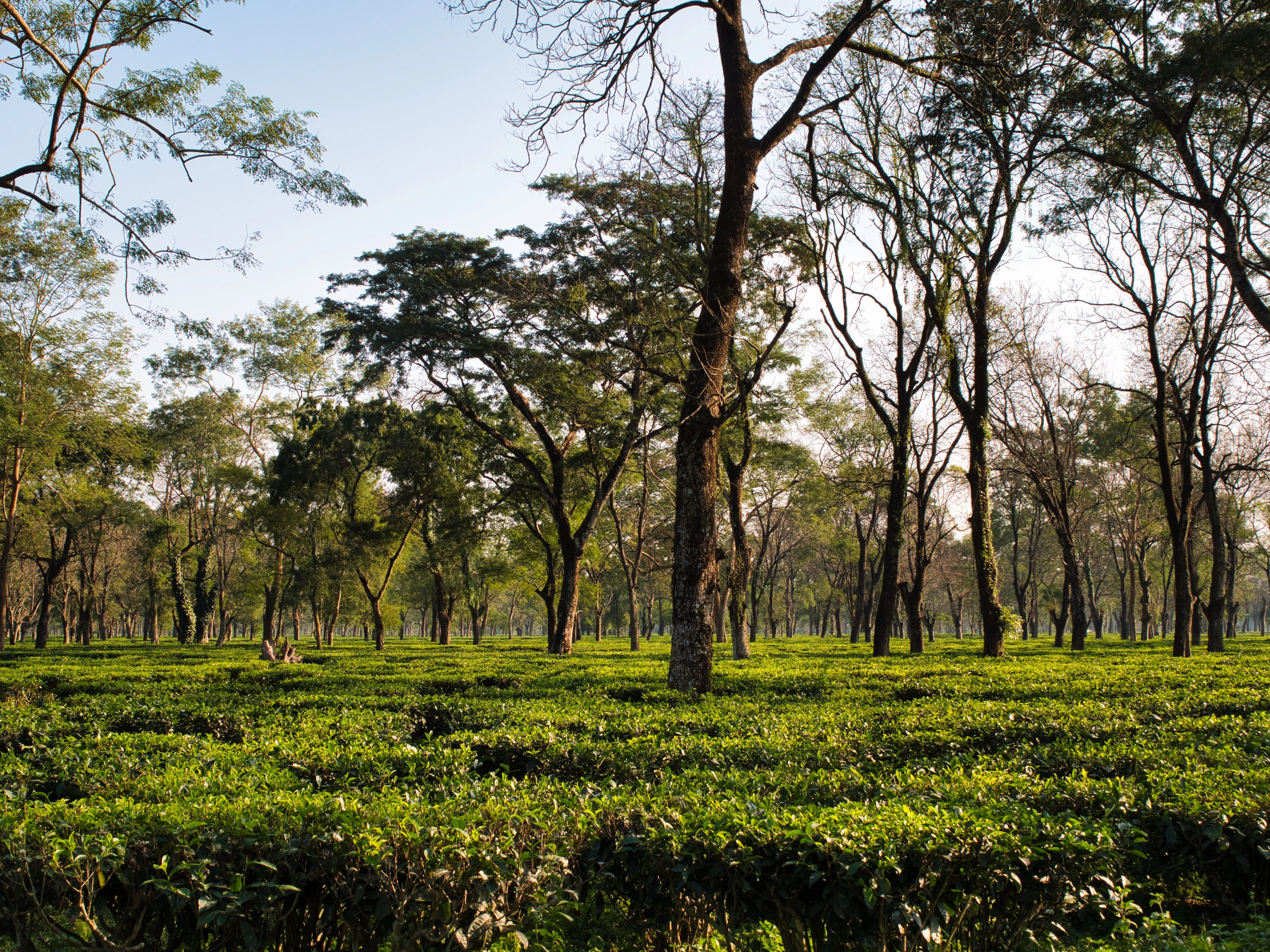 Tea Gardens